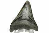 Fossil Megalodon Tooth - South Carolina #166089-1
